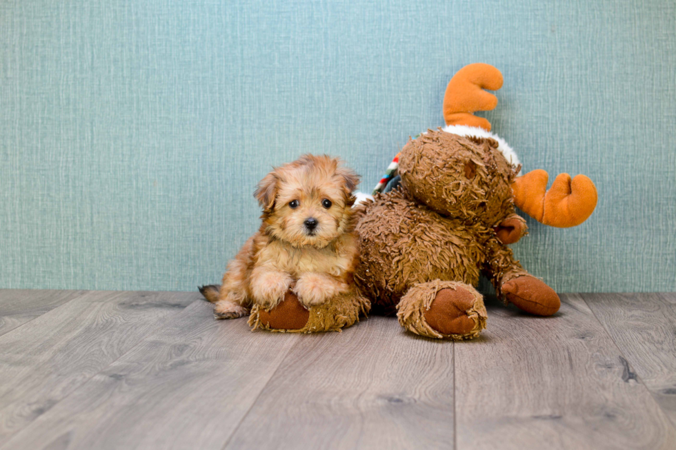 Morkie Puppy for Adoption