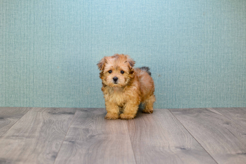 Energetic Yorkie Designer Puppy