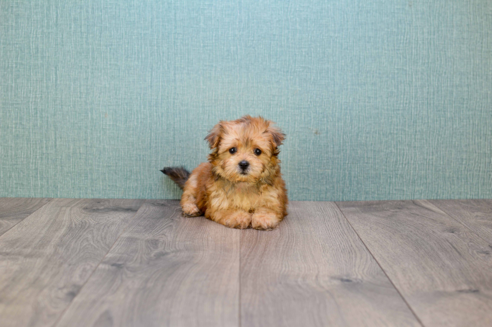 Morkie Puppy for Adoption