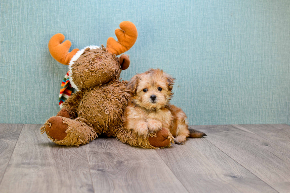 Morkie Pup Being Cute