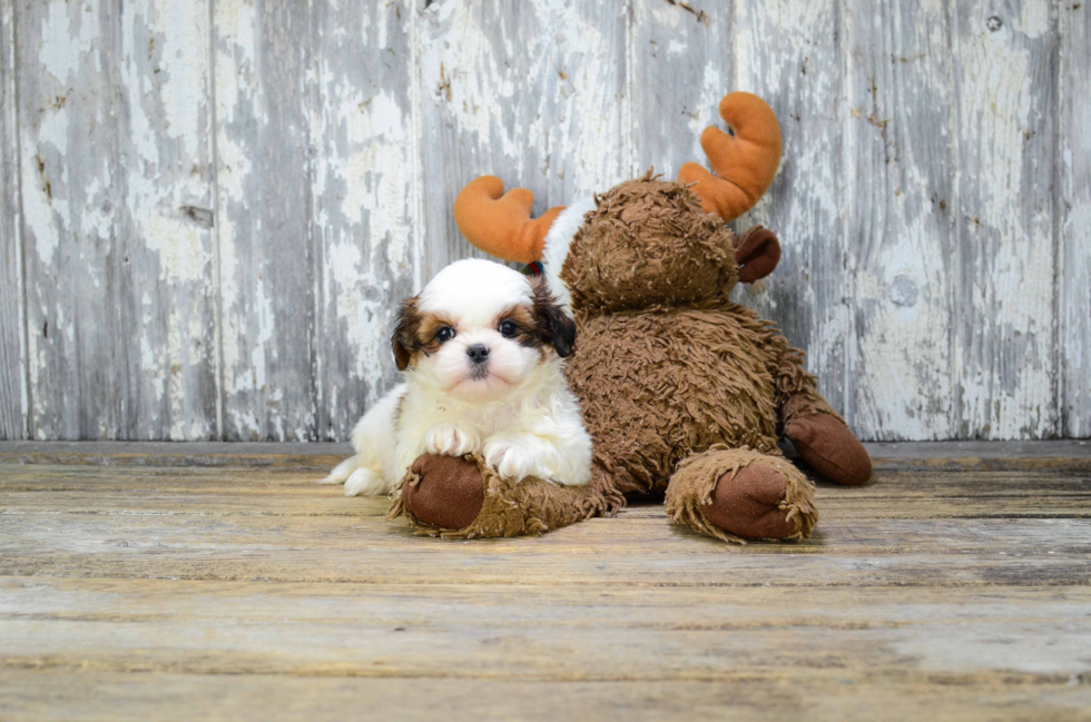 Sweet Teddy Bear Baby