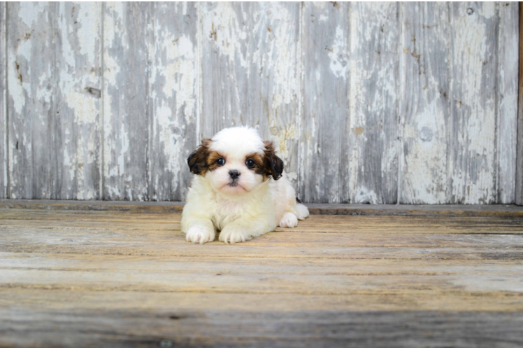 Best Teddy Bear Baby