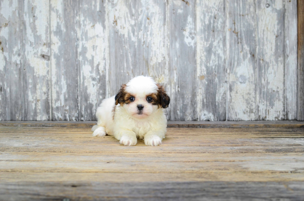 Teddy Bear Puppy for Adoption