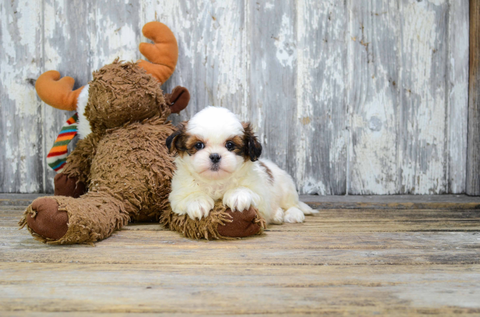 Teddy Bear Pup Being Cute