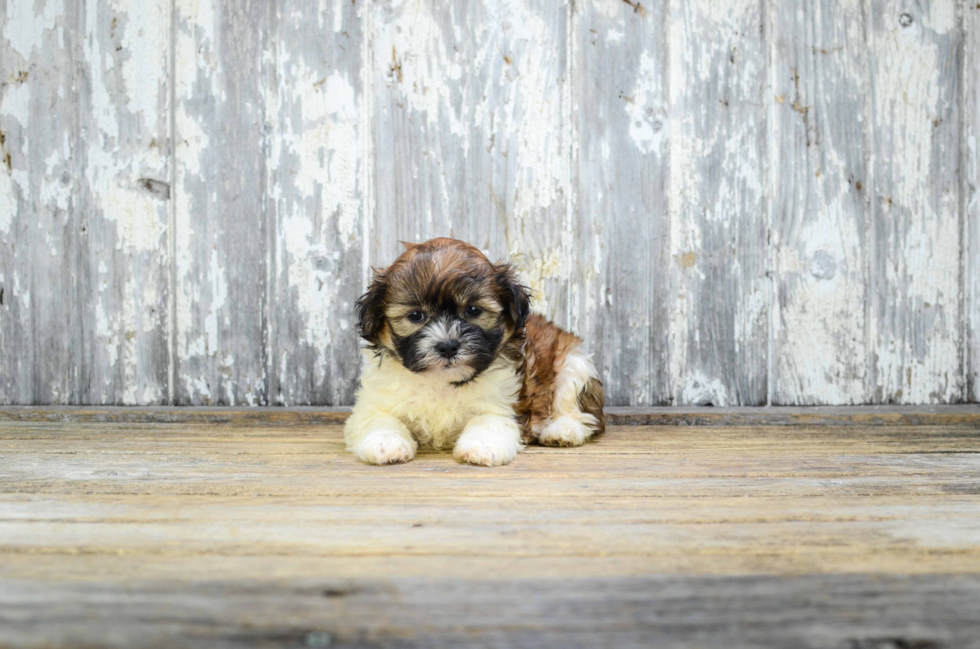 Energetic Shitzu Designer Puppy