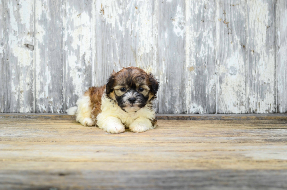 Funny Teddy Bear Designer Pup