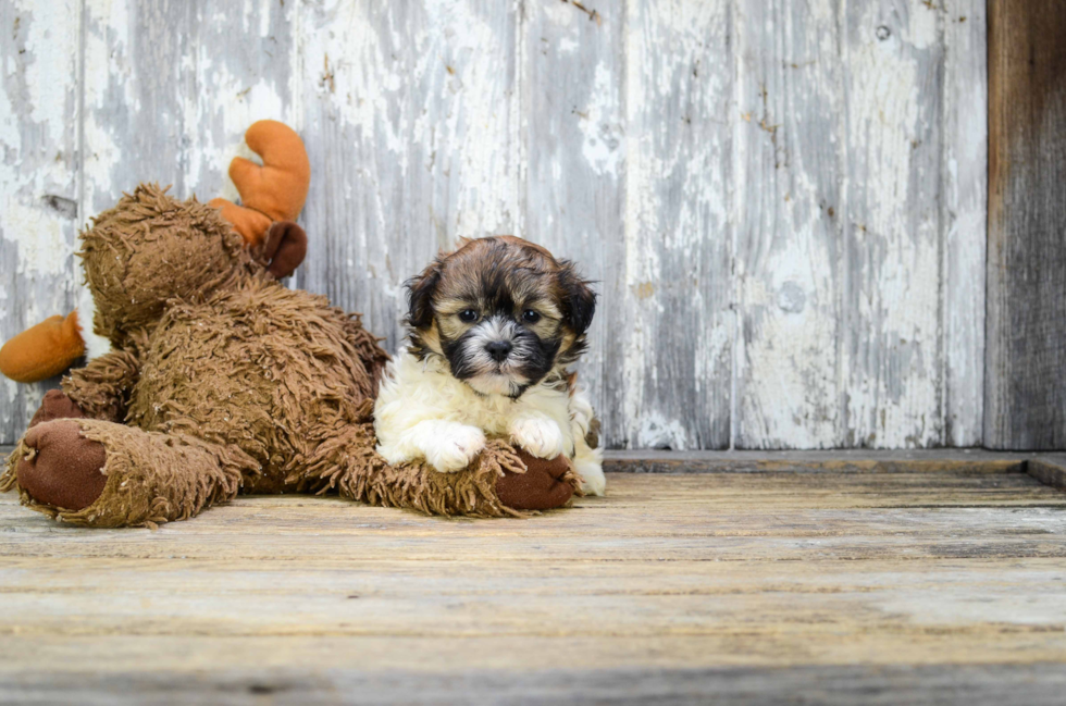 Teddy Bear Pup Being Cute