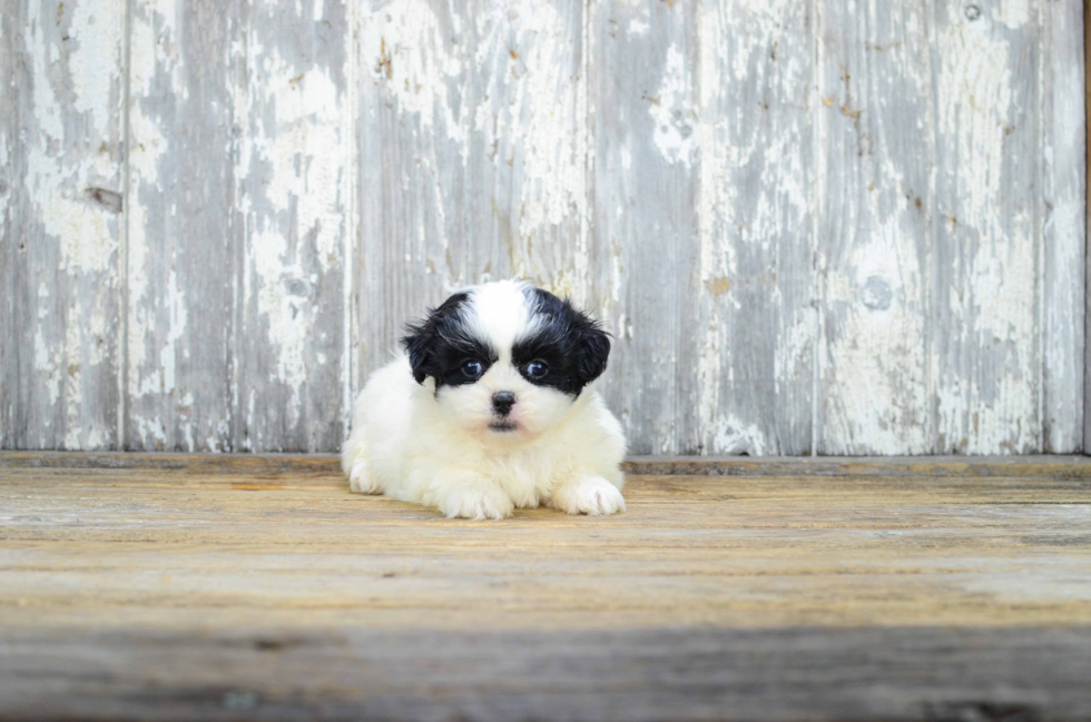 Teddy Bear Puppy for Adoption