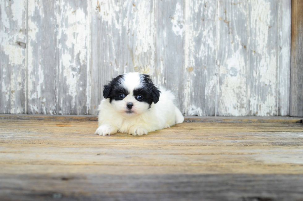 Little Shi Chon Designer Puppy