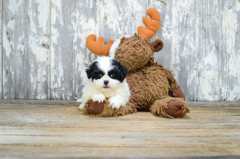 Best Teddy Bear Baby