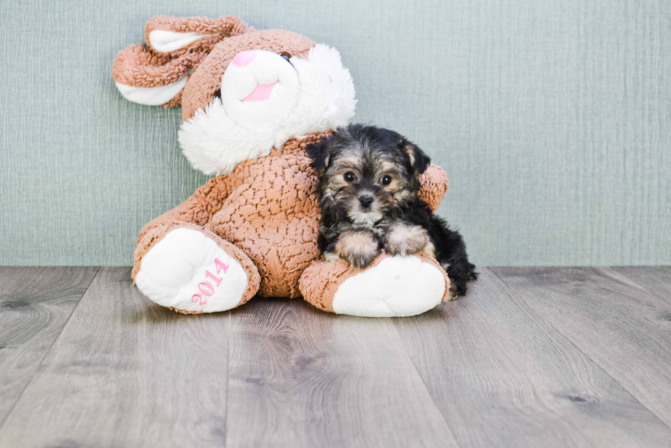 Fluffy Morkie Designer Pup