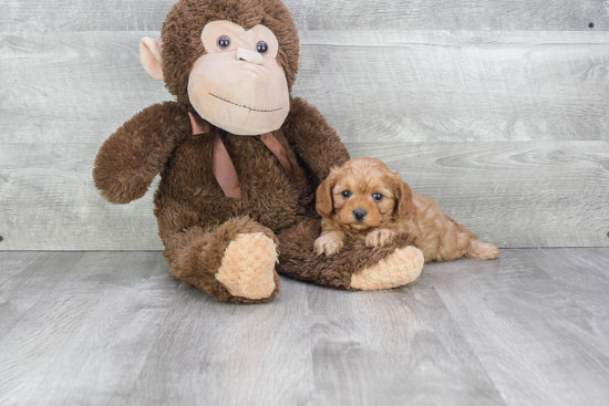 Cavapoo Pup Being Cute
