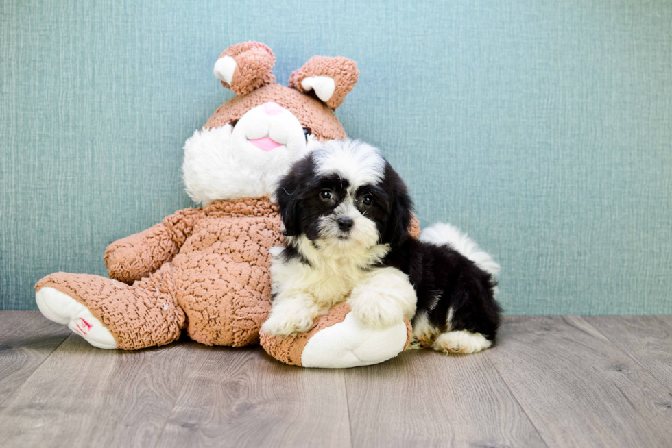 Teddy Bear Puppy for Adoption