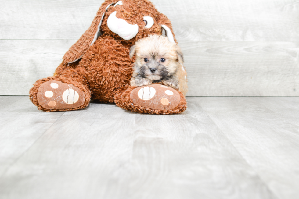 Petite Morkie Designer Pup