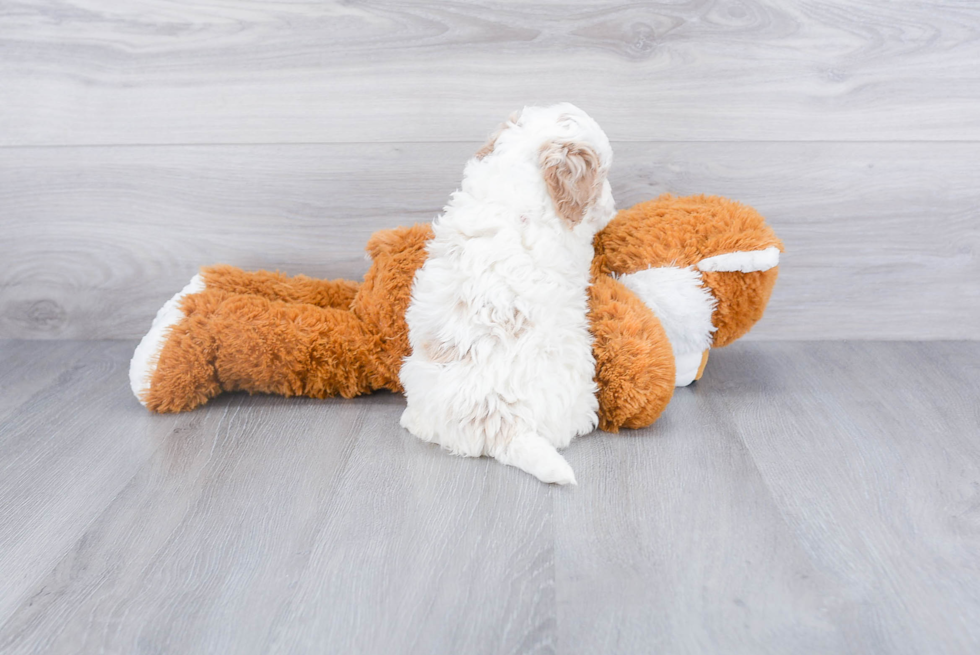 Adorable Mini Berniedoodle Poodle Mix Puppy