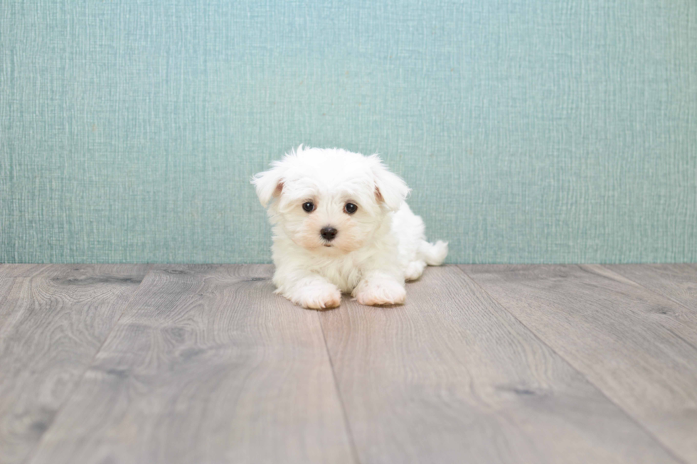Maltese Pup Being Cute