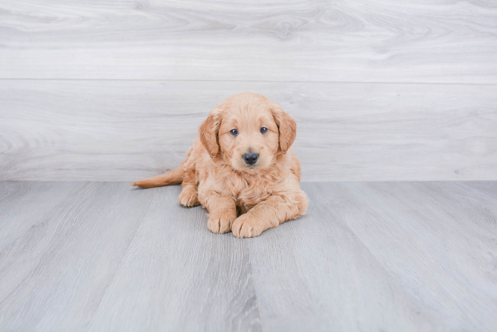 Small Mini Goldendoodle Baby