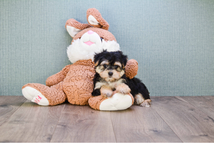 Morkie Puppy for Adoption