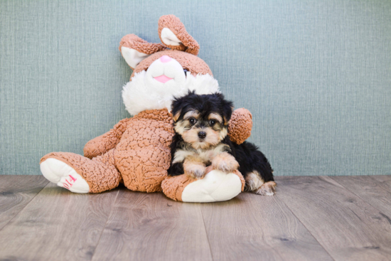 Morkie Puppy for Adoption