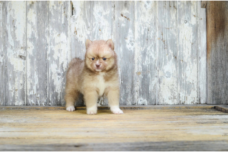 Best Pomsky Baby