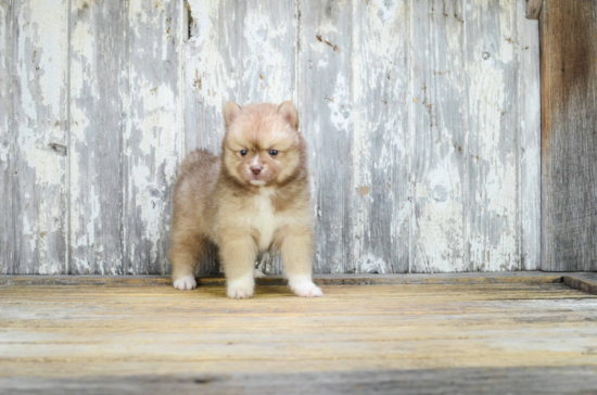 Best Pomsky Baby