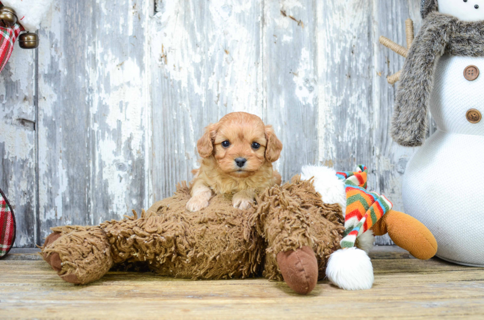 Sweet Cavapoo Baby