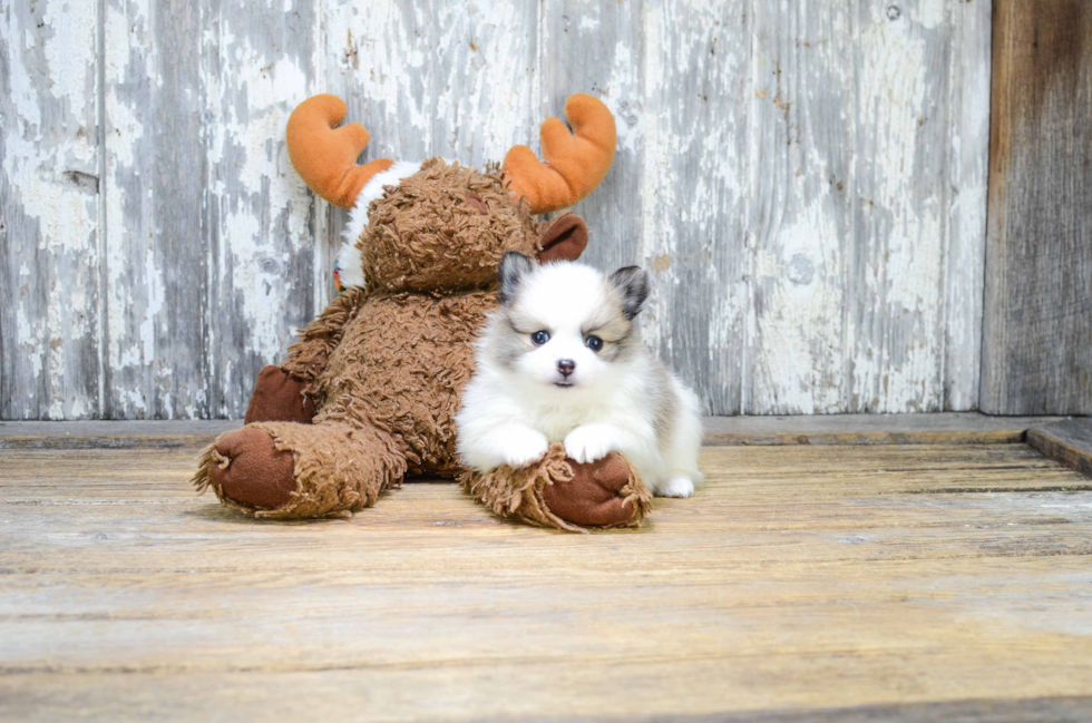 Petite Pomeranian Purebred Puppy