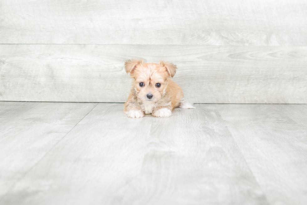 Morkie Puppy for Adoption