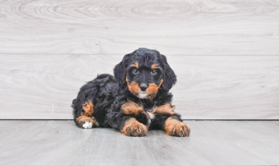 Happy Mini Bernedoodle Baby
