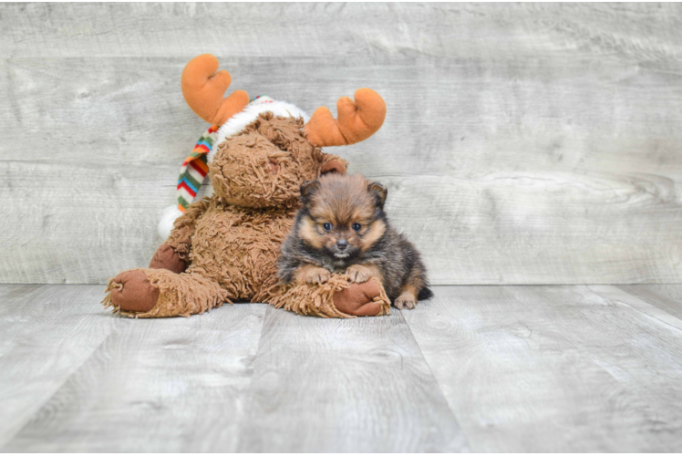 Playful Pomeranian Purebred Pup