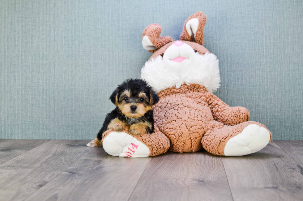 Morkie Pup Being Cute