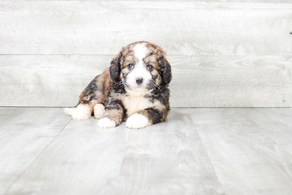 Petite Mini Bernedoodle Poodle Mix Pup