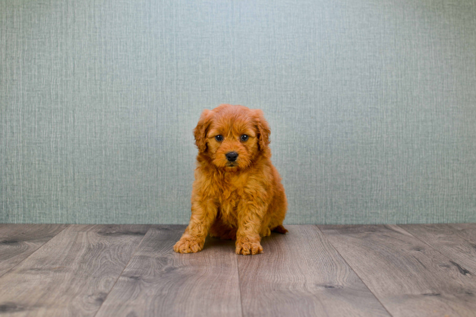 Mini Goldendoodle Puppy for Adoption