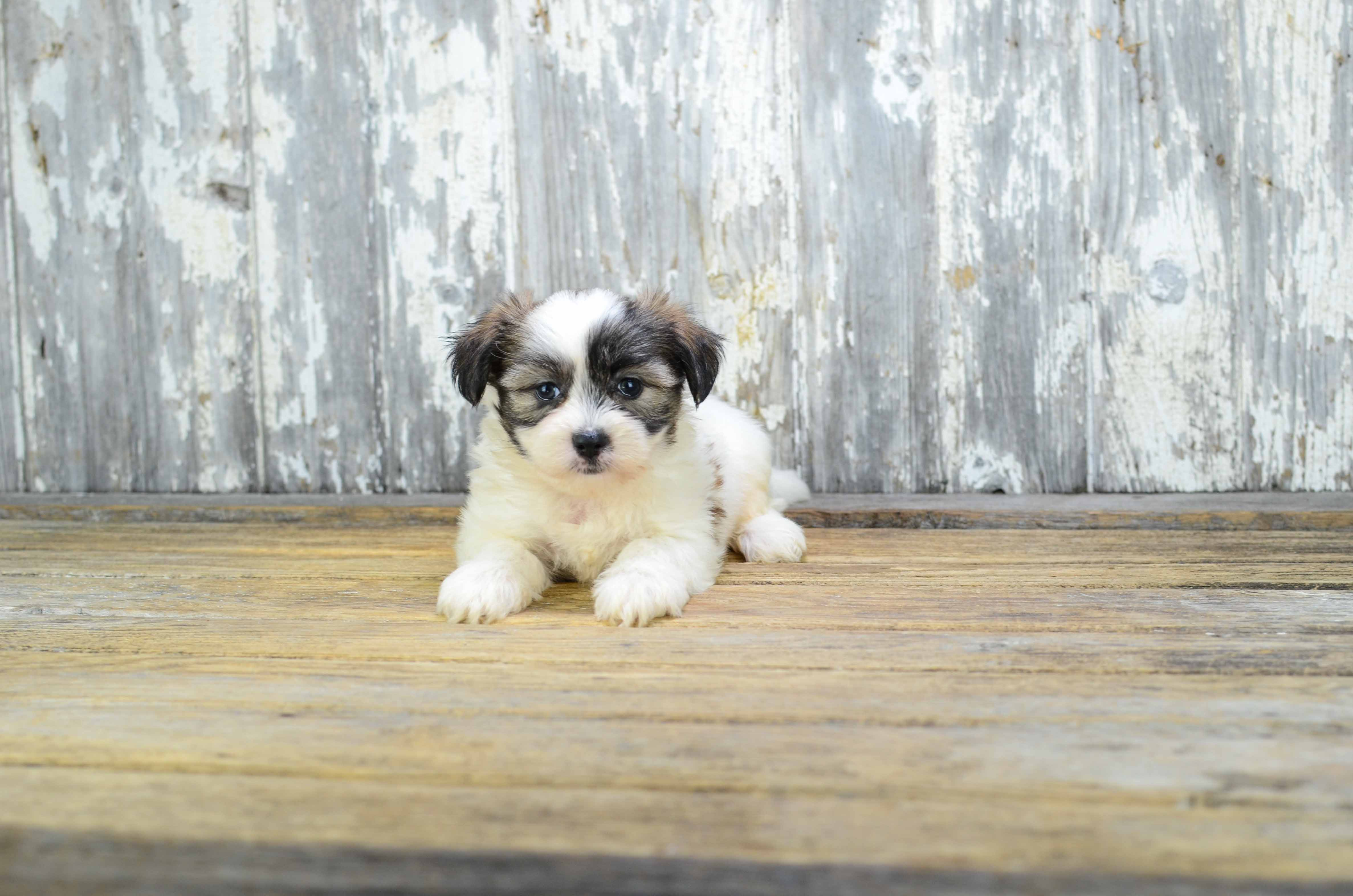 Teddy Bear Puppy for Adoption