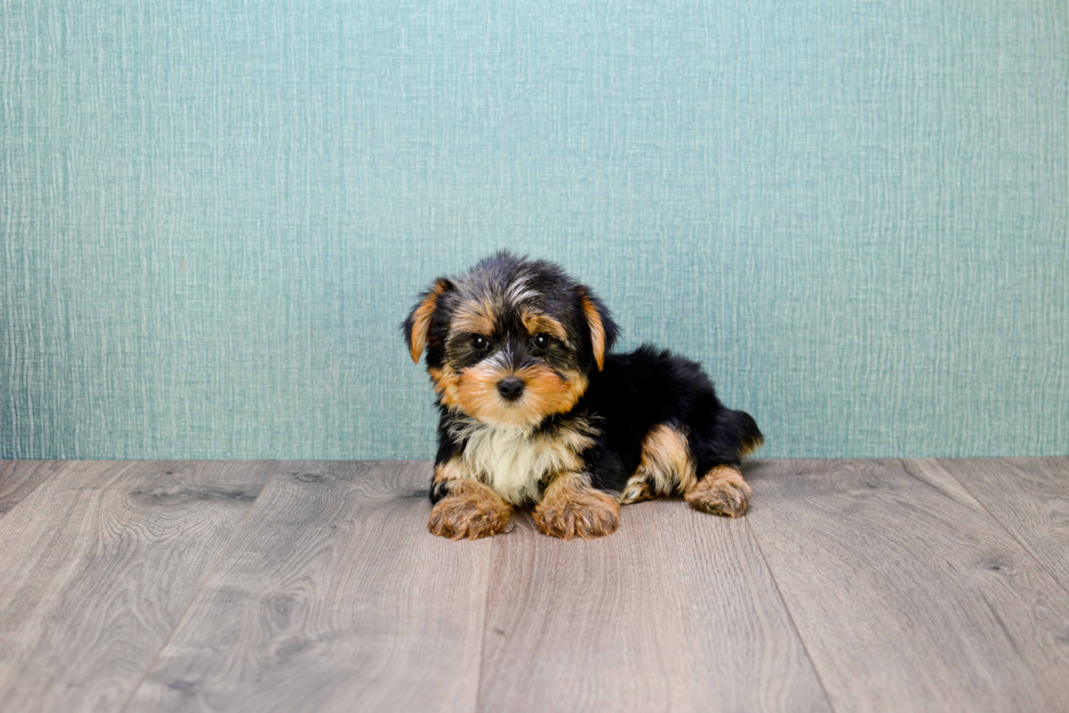 Meet Roscoe - our Yorkshire Terrier Puppy Photo 