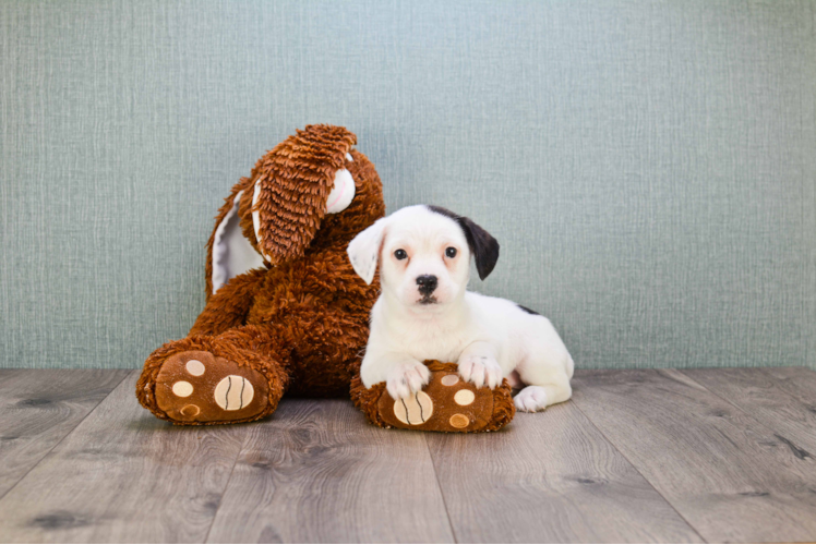 Sweet Frenchie Purebred Puppy