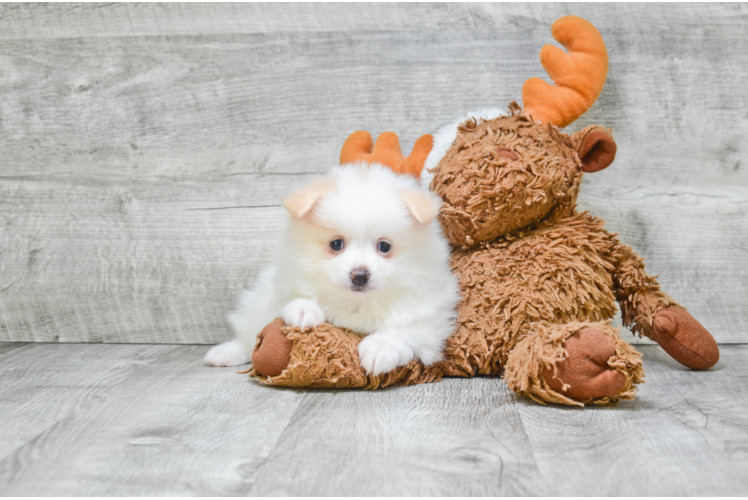 Hypoallergenic Pomeranian Purebred Pup