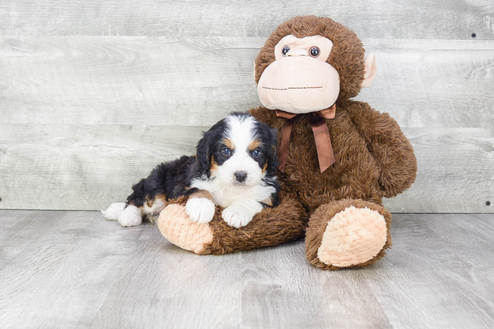 Funny Mini Bernedoodle Poodle Mix Pup