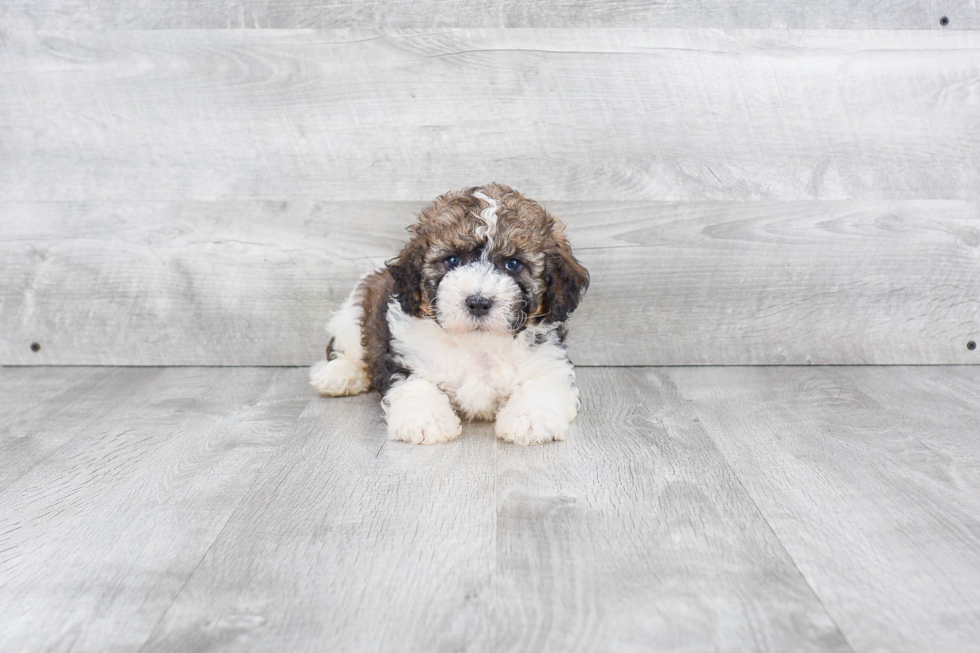Smart Mini Bernedoodle Poodle Mix Pup
