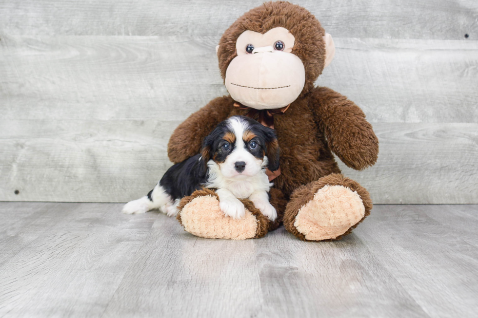 Adorable Cavalier King Charles Spaniel Purebred Puppy