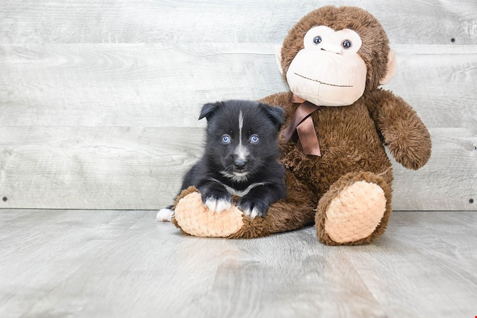 Energetic Mini Husky Designer Puppy