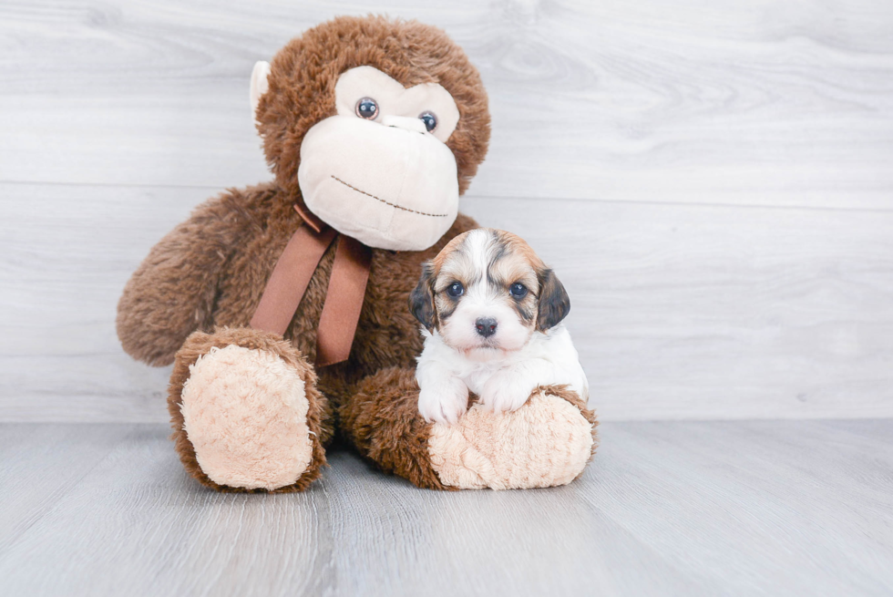 Friendly Cavachon Baby