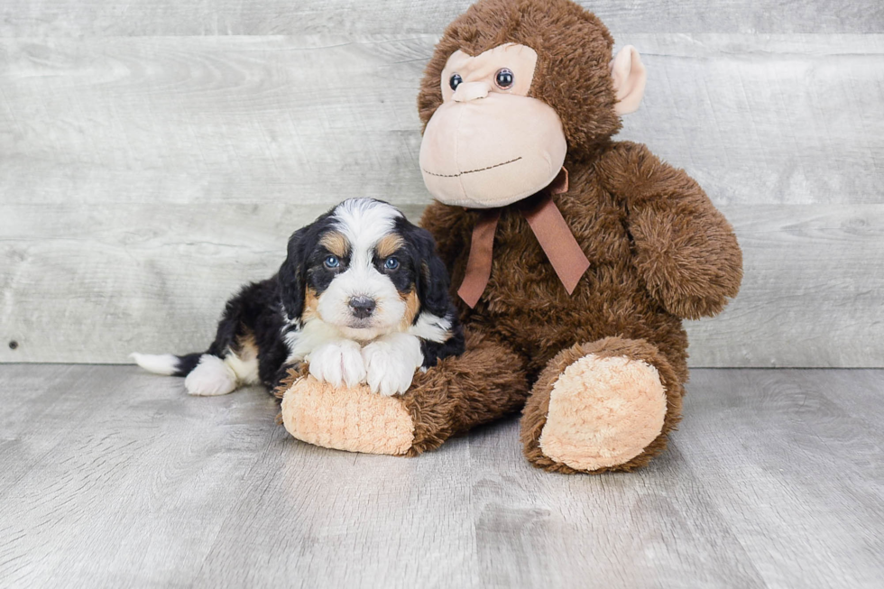 Best Mini Bernedoodle Baby