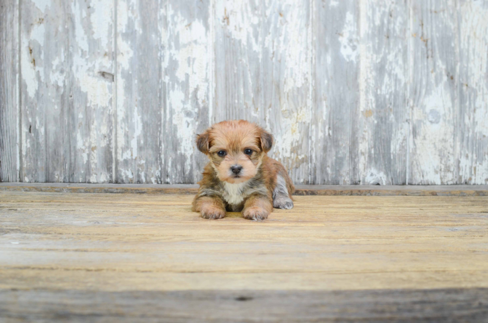 Fluffy Morkie Designer Pup