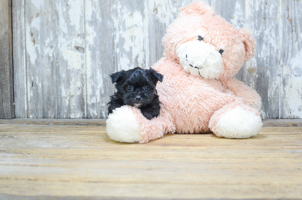 Morkie Puppy for Adoption