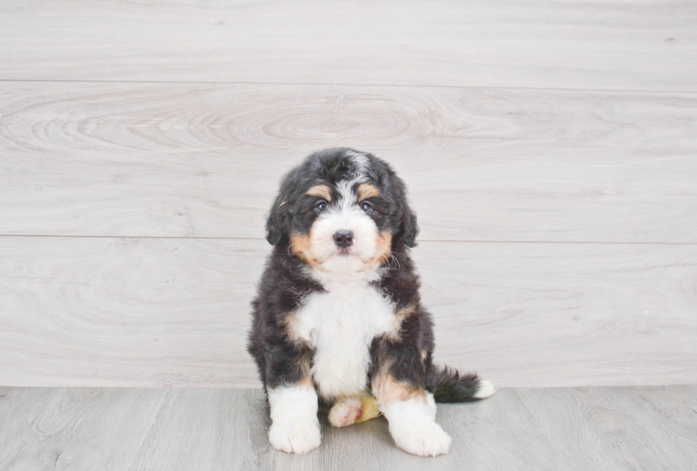 Best Mini Bernedoodle Baby