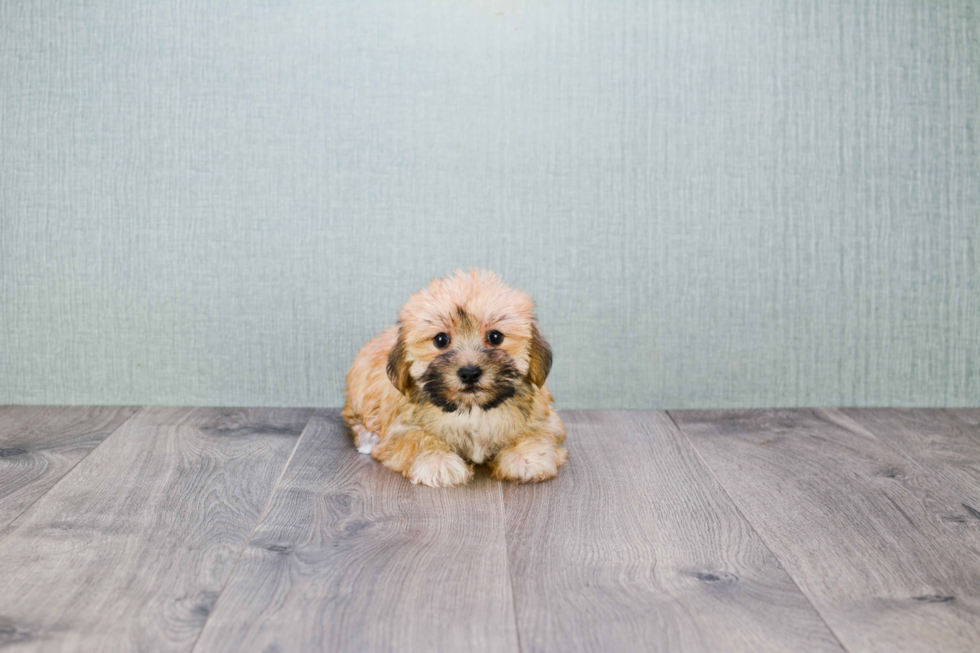 Hypoallergenic Yorkie Designer Puppy