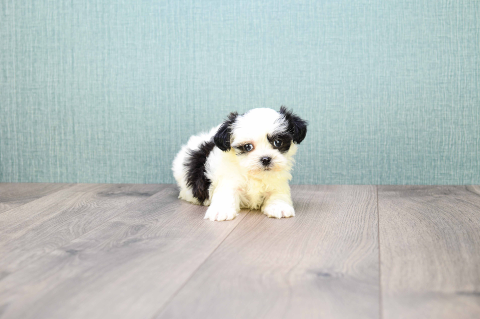 Best Teddy Bear Baby