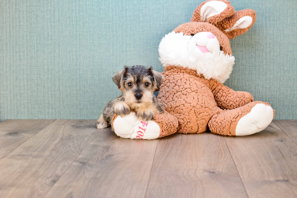 Cute Mini Schnauzer Mix Puppy