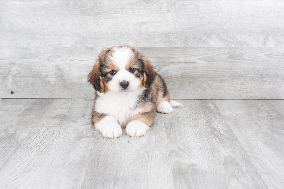 Happy Mini Bernedoodle Baby